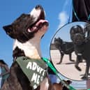 A rescue dog who was badly mistreated after she refused to fight has enjoyed a special outing - on a Cane Corso walk!