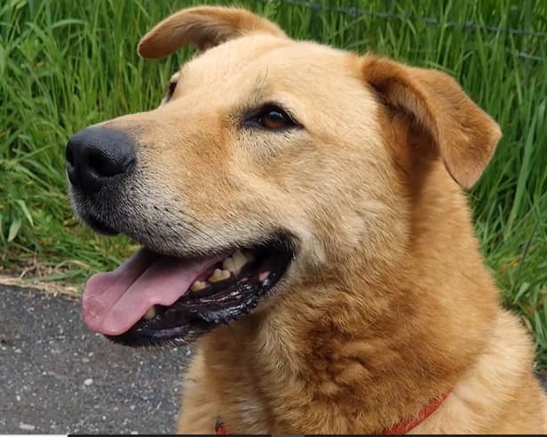 Bear is looking for his forever home after spending 4 years in kennels.