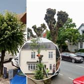 Lime trees growing either side of High Street in Henley-in-Arden, Warks., had their tops hacked off without notice leaving locals “devastated”.