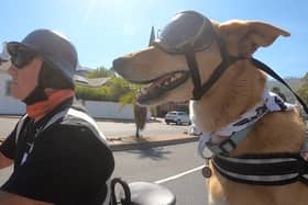 Brody, the real life Gromit, who accompanies tourists on sidecar tours with owner Tim Clarke. 