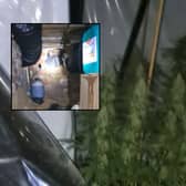 Cannabis farm found in underground tunnel