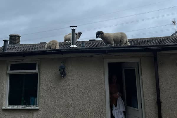 A Lancashire homeowner has described the 'hilarious' moment when she found a flock of sheep walking around on her roof.
