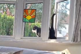 A hilarious video shows a cat falling after trying to walk backwards through a window.  