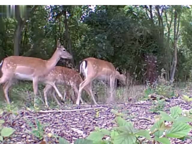 Caught on CCTV: Herd of deer trespass on railway line