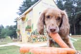 Plenty of cuddles, belly rubs and healthy treats are the top ways dog owners ensure the happiness of their furry companions.