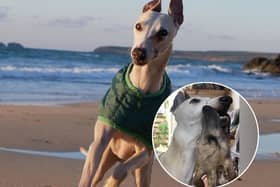 Billy the whippet was just two when he ingested something which contained Neospora caninum parasites, impacting his ability to walk.