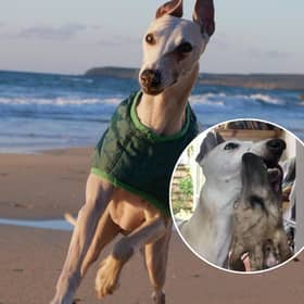 Billy the whippet was just two when he ingested something which contained Neospora caninum parasites, impacting his ability to walk.