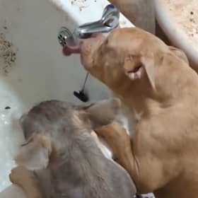 Video footage released by South Yorkshire Police showed Russel's dogs scrambling for water. The bathroom is filthy and appears to be covered in faeces.