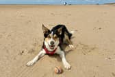 Border Collie Jax.