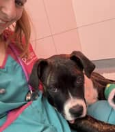 Bruno the dog recovering after the surgery at Manchester PDSA Pet Hospital