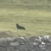 Footage shows a suspected big cat sitting in a field near the town of Askrigg, North Yorkshire.