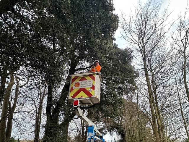 Otto the cat being rescued from a 40 feet-tall tree by Knighton Countryside Management in Weymouth, Dorset.  