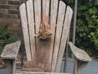 A fox cub needed a helping hand from an RSPCA rescuer after she got her paws stuck between the slats of a wooden garden chair in Surrey. 