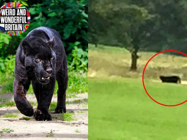 Big cats sightings are regularly reported across the UK.