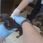 The puppies are lifted from the caravan.