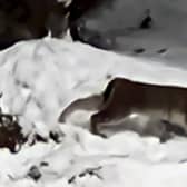 Lynx spotted in the Cairngorms National Park