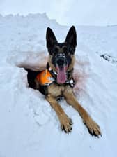 Clever search dog SD Hope 'rescues' handler from a snow hole during a training exercise in the Cairngorms