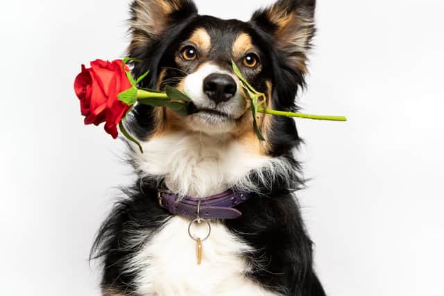 The survey was commissioned by The Kennel Club ahead of Crufts next month