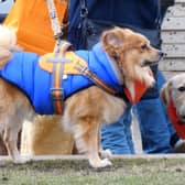 Around 80 dogs turned up to say goodbye to a terminally ill guide dog named Ian, who had a special final walkies on Blackpool Promenade