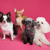 How to make dog-friendly pancakes using this simple three ingredient recipe.