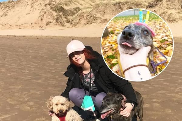 Sasha the Staffy celebrates 22nd birthday