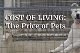 Photo of a dog in a kennel