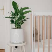 The Natede Smart uses the power of plants to clean up the air in your home