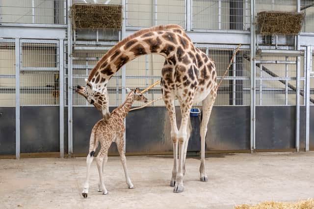 Baby giraffe.