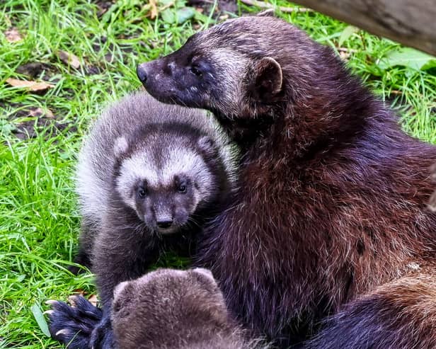 Wolverine kits.