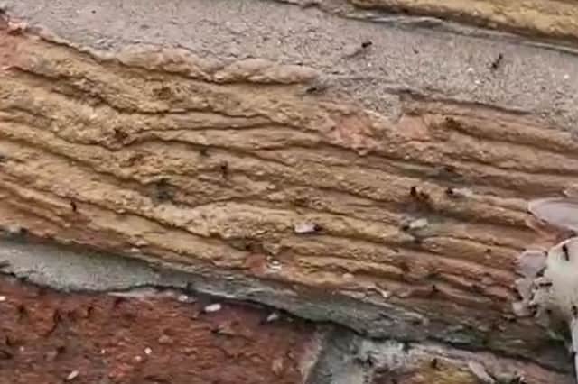 Ants take flight in the UK.