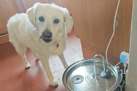 Honey definitely approves of the Oneisall fountain