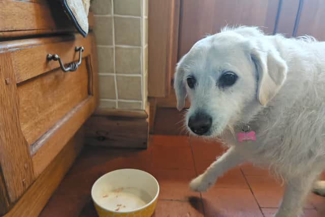Honey absolutely loves the recipes