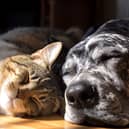 A predictable feeding routine keeps pets settled and stress free, which is why so many owners are turning to automatic deliveries.