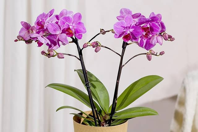 Phalaenopsis Orchid