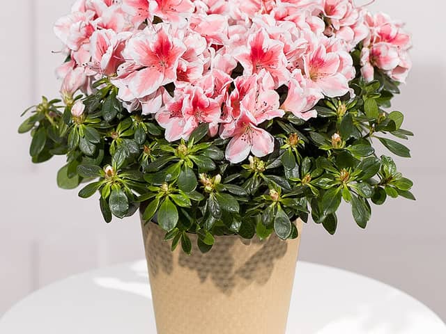 From colourful seasonal flower bouquets to pretty plants that last well beyond the occasion, Bunches has a range of autumn bouquets that make thoughtful November birthday gifts.  