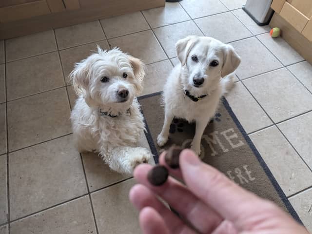 YuMove's little joint supplement treats are my dogs' favourite snacks right now