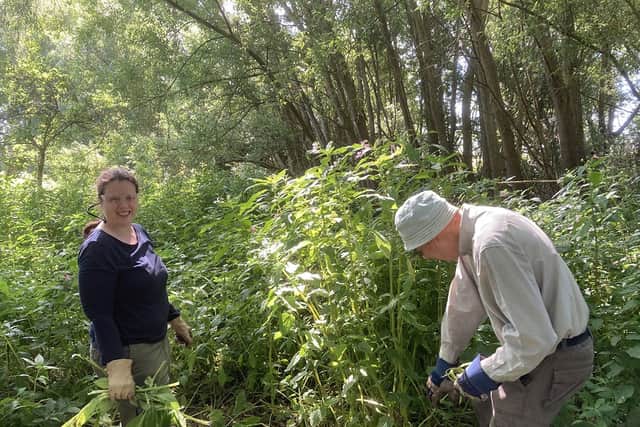 Volunteers removing invasive Himalayan Balsam