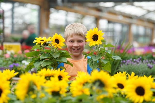 August’s Little Seedlings Club workshop at Dobbies Garden Centres will cover sun vs shade