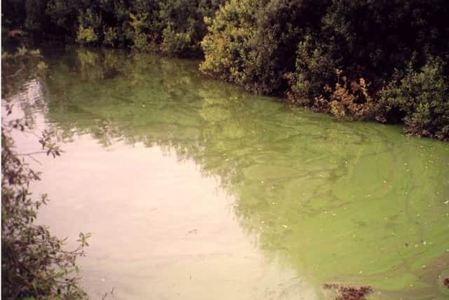 Blue Green algae previously