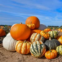 Spalding grower gets spooky with Asda as 1.25 MILLION pumpkins head to stores in time for Halloween