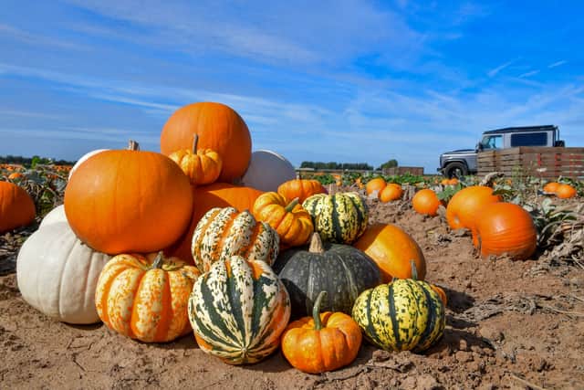 LFP are supplying 1.25 million pumpkins to Asda in time for Halloween