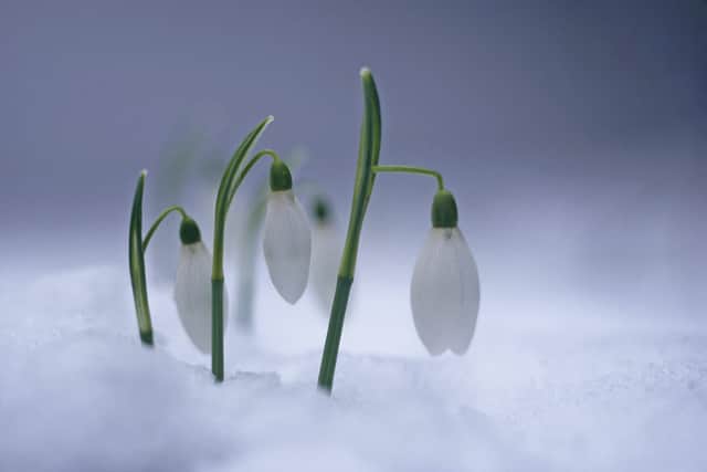 Val Corbett's picture of snowdrops in the snow.