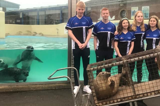 Seals say farewell to seal pup Colossus, supported by the Skegness Swim Team.