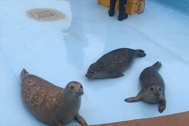 Colossus with his chums in the seal pool.