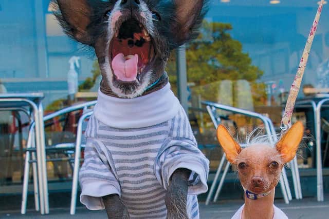 The Naked Chinese Crested Powder Puff in striped pyjamas in Skegness caught Chris Porsz attention so much they are featured on the back page of Barking.