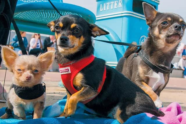 Pooches soaking up the sun by an East Lindsey District Council bin. Chris Porsz