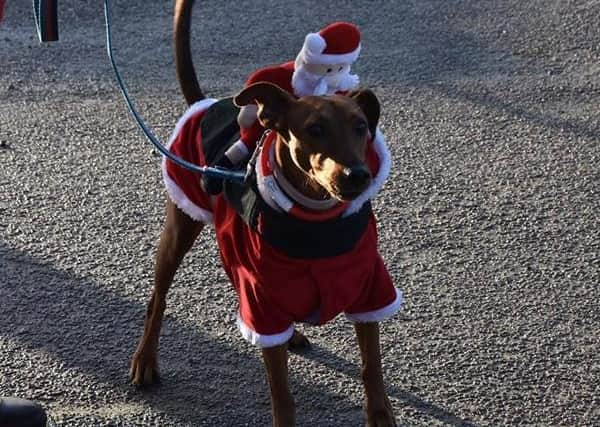 Dogs in fancy dress were among the runners. Photo: Barry Robinson