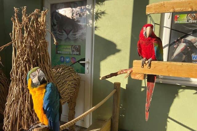 The parrots are always pleased to see you at  Lincolnshire Wildlife Park. ANL-191012-150932001