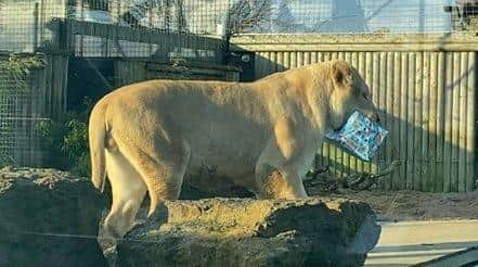 It's all mine... lions love playing with gifts. ANL-191112-164650001
