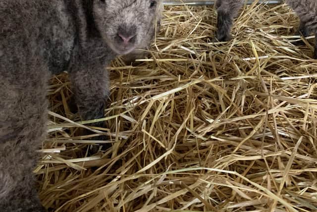 March saw some new arrivals come into the world at Tattershall Farm Park.